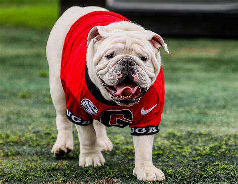 Uga's Training Regimen: How a Bulldog Becomes a Mascot